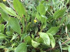 Scorpiurus muricatus