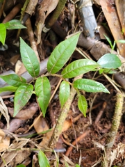 Hirtella rugosa