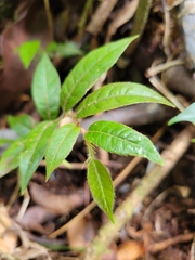Hirtella rugosa