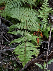 Hypolepis rufobarbata