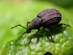 Otiorhynchus porcatus