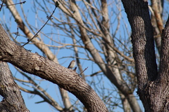 Salpinctes obsoletus