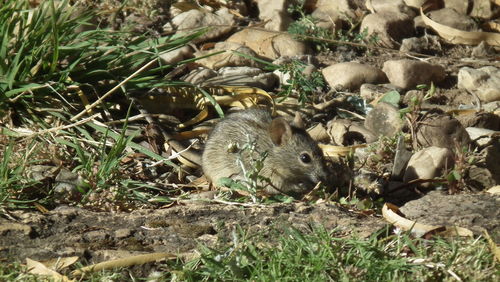 Rhabdomys intermedius