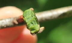 Andricus chinquapin