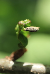 Andricus chinquapin