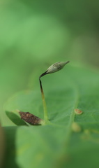 Andricus chinquapin