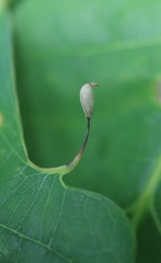 Andricus chinquapin