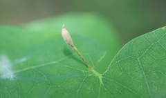 Andricus chinquapin