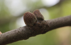 Callirhytis quercusventricosa