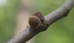 Callirhytis quercusventricosa