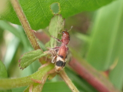 Enoclerus rosmarus