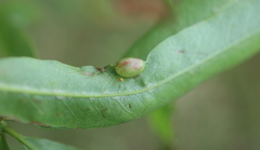 Dryocosmus quercusnotha