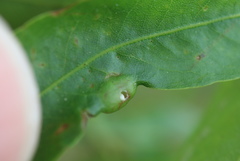 Dryocosmus quercusnotha