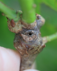 Neuroterus escharensis