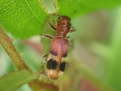 Enoclerus rosmarus