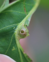 Andricus quercusutriculus