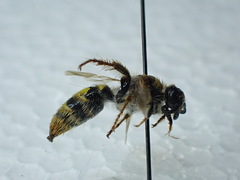 Xanthocampsomeris completa