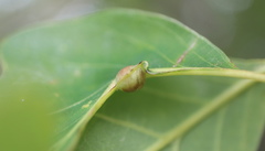 Andricus quercusutriculus