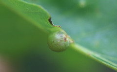 Andricus quercusutriculus