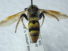 Xanthocampsomeris completa