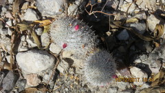 Mammillaria haageana meissneri