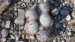 Mammillaria haageana meissneri