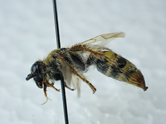 Xanthocampsomeris completa