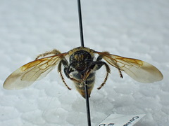 Xanthocampsomeris completa