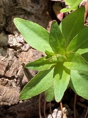 Oenothera flava