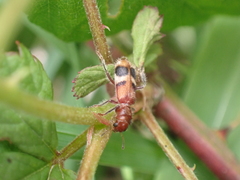 Enoclerus rosmarus