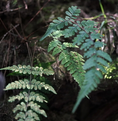 Athyrium arisanense