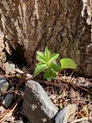 Oenothera flava