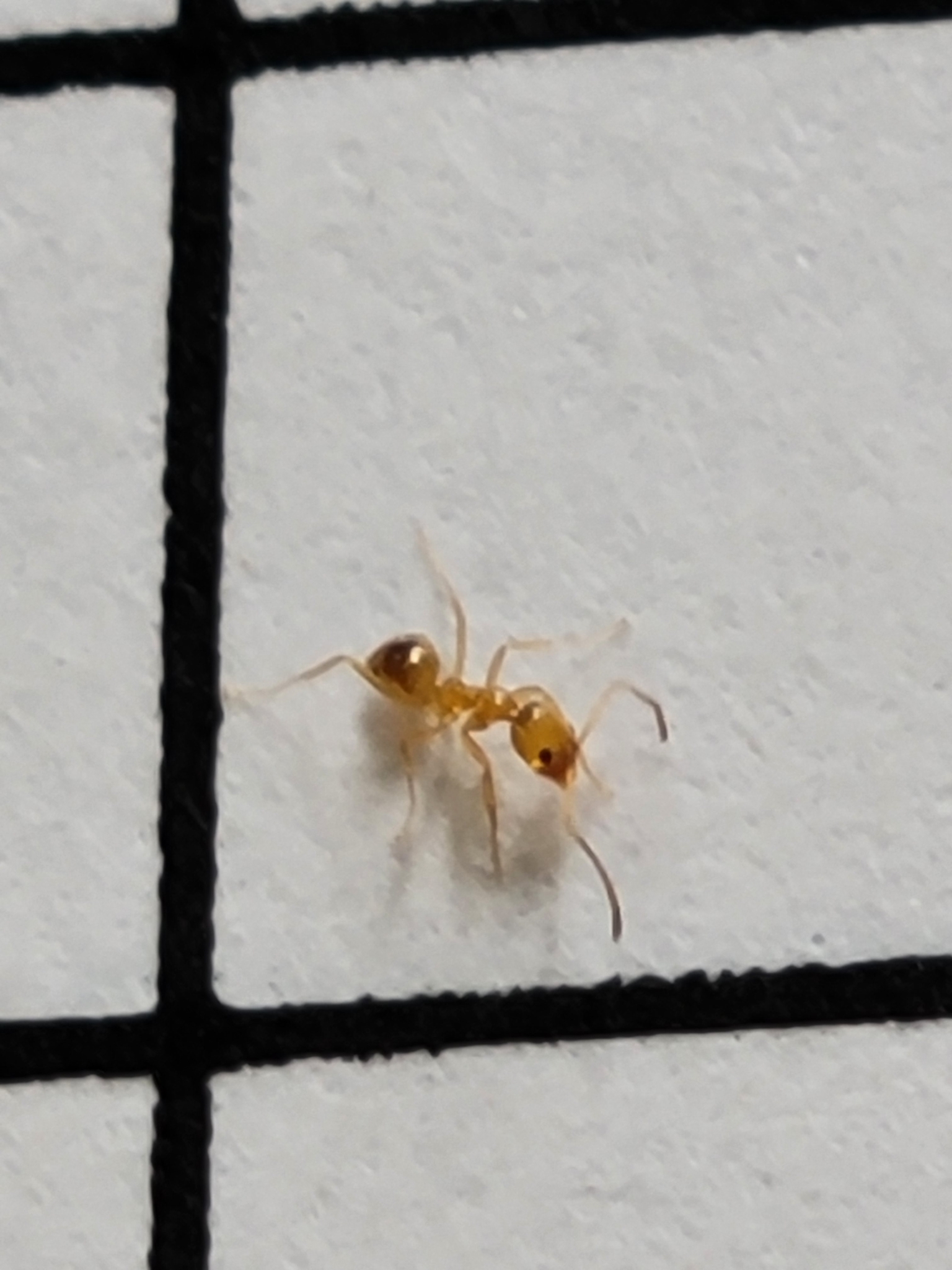 Linepithema iniquum