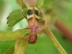 Enoclerus rosmarus