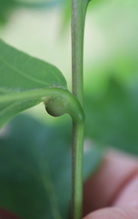 Andricus quercusutriculus