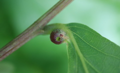 Andricus quercusutriculus