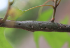 Callirhytis medularis