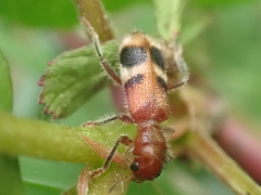 Enoclerus rosmarus