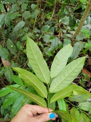 Casearia arborea