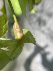 Melikaiella tumifica