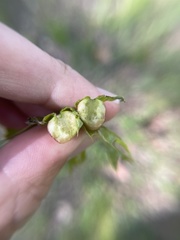 Melikaiella tumifica