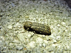 Lichenophanes bicornis