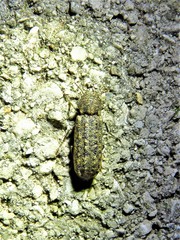 Lichenophanes bicornis