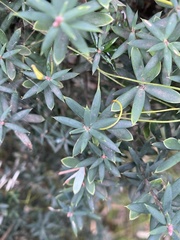 Monotoca glauca