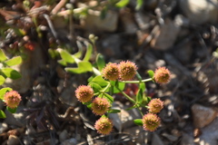 Euphorbia fragifera