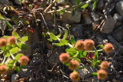 Euphorbia fragifera