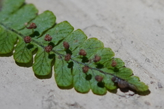 Dryopteris peranema