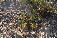 Euphorbia fragifera
