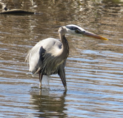 Great Blue Heron photographed in Minnesota