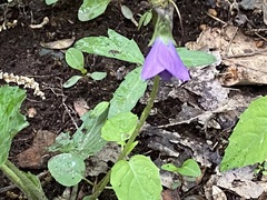 Viola triloba